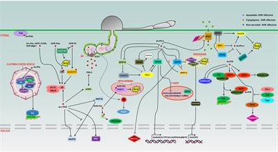 The roles of Magnaporthe oryzae avirulence effectors involved in blast resistance/susceptibility